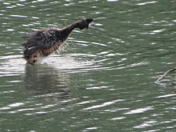 resize6009.jpg