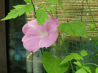 resize6437.jpg