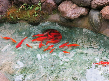 resize6554.jpg