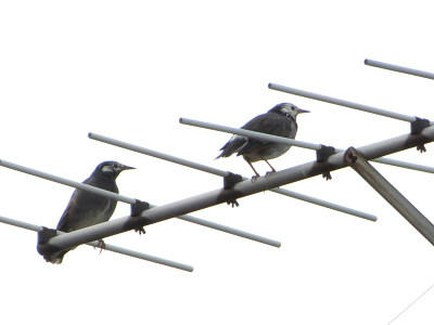 resize6557.jpg