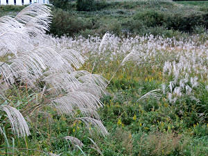 resize6841.jpg