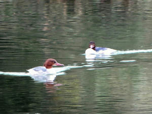 resize6840.jpg