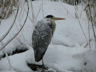 resize7466.jpg