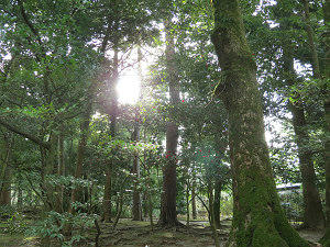 resize7736.jpg
