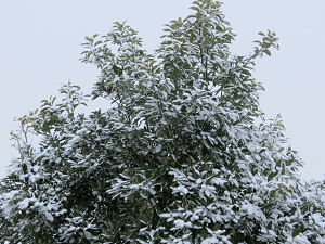 resize7815.png
