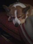 Sleepy Nyanyamyaru