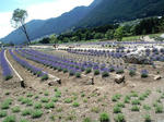 lavender2.jpg