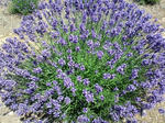 lavender1.jpg