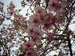  河津 桜