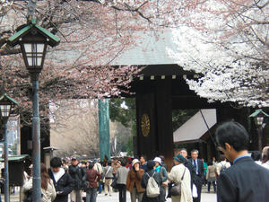sakura03.jpg