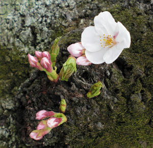 sakura05.jpg