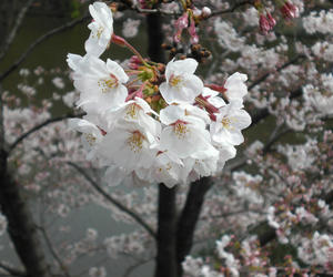 2009sakura001.jpg