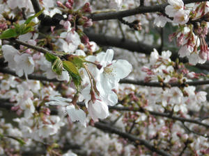2009sakura002.jpg