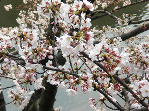 2009sakura003.jpg