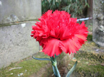 カーネーション