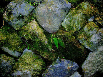 苔の生えた石垣