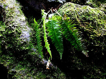 接写してみました