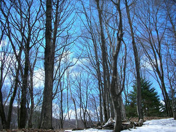青空といい感じな気がします