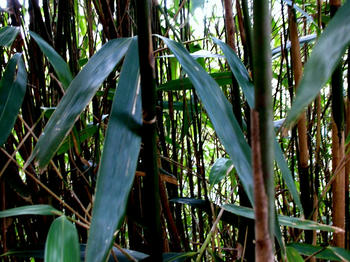 竹、ピントミスった