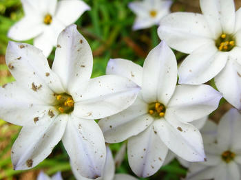 花韮、泥で汚れていなければ・・・