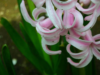 ヒヤシンスその2、変なアングル