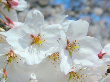 桜、接写しました