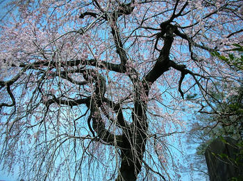 しだれ桜