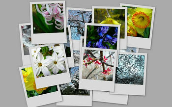 春らしい写真です