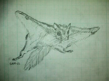 真剣に描いた、モモンガ