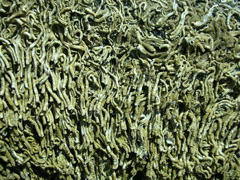 ヘビガイ、ちょっと気色悪い