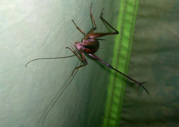 テントにカマドウマ(怯)