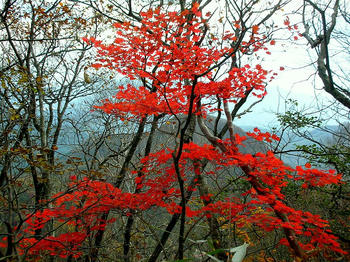 山中の紅葉