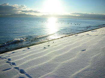 白鳥の群れ発見!