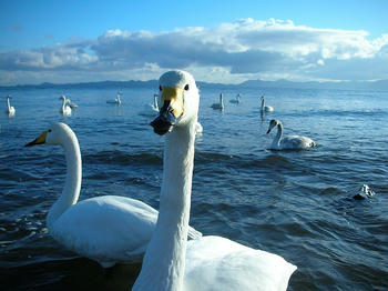 白鳥のアップ(お気に入り)