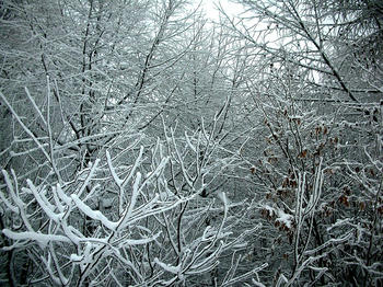 吹雪いてきたので、撮影に苦労しました