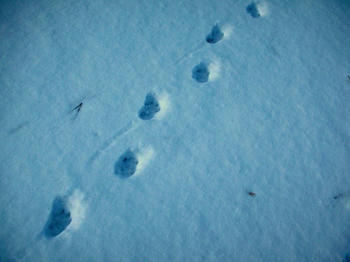 犬の足跡のようです
