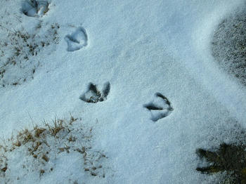 鳥の足跡のようです
