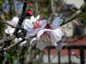 杏の花