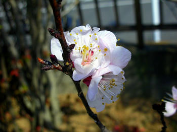 杏の花