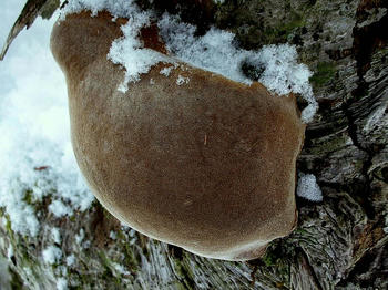 木の幹に付く、謎の物体