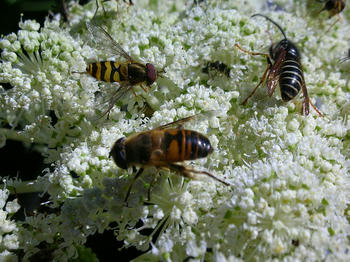 ハチやアブ、危険な昆虫の巣窟でした。