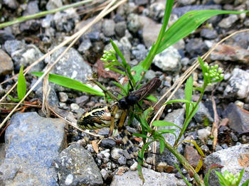 ベッコウバチ、ジョロウグモを巣に運び中
