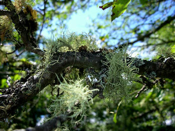 苔、木にびっしり