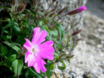 タカネビランジ