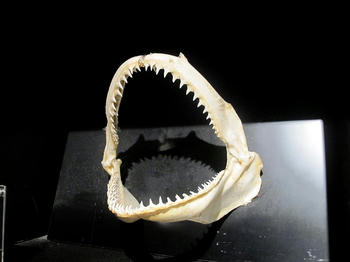 サメの歯