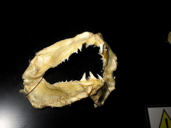 サメの歯