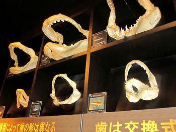 サメの歯だらけ