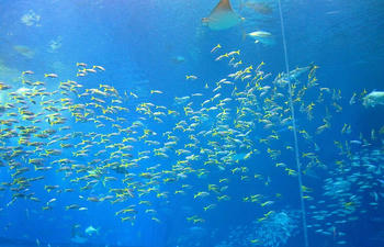 魚群