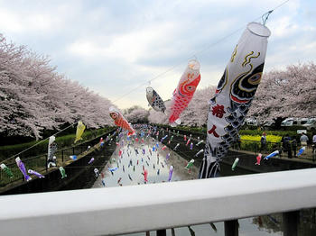 こいのぼり(私の所在地がバレそうで怖い)