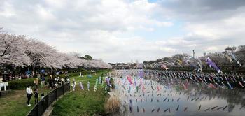 「こいのぼり×桜」ちょっとシュール?